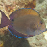 Acanthurus nigrofuscus 8 cm 