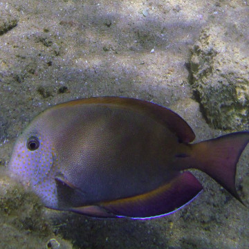 Acanthurus nigrofuscus 8 cm 