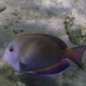 Acanthurus nigrofuscus 7-9 cm 