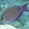 Acanthurus nigrofuscus 7-9 cm 