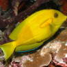 Acanthurus Olivaceus : 5-6 cm