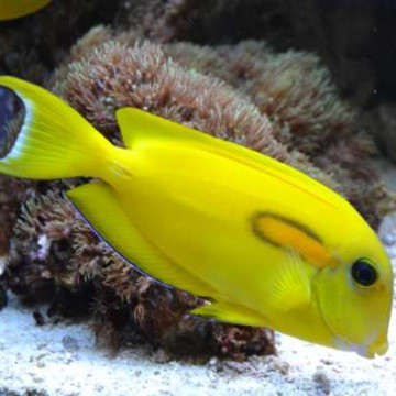 Acanthurus Olivaceus : 5-6 cm