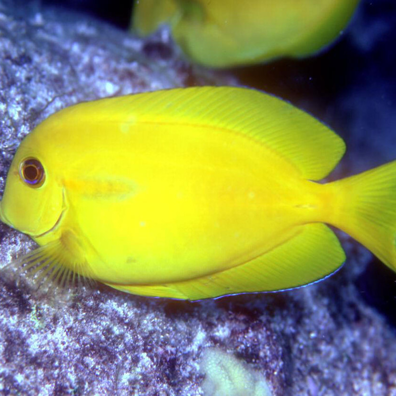 Acanthurus Olivaceus : 5-6 cm