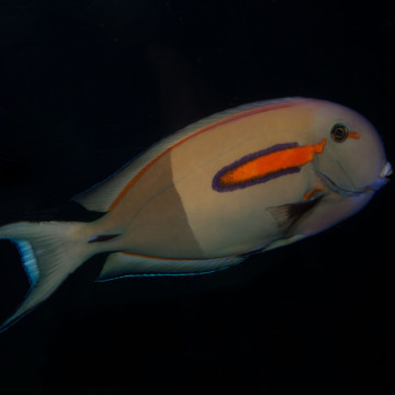 Acanthurus Olivaceus : 5-6 cm