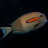 Acanthurus Olivaceus : 5-6 cm