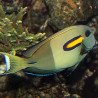 Acanthurus Olivaceus : 5-6 cm