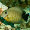 Acanthurus pyroferus : 12-15 cm