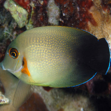 Acanthurus pyroferus : 12-15 cm