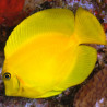 Acanthurus pyroferus : 12-15 cm