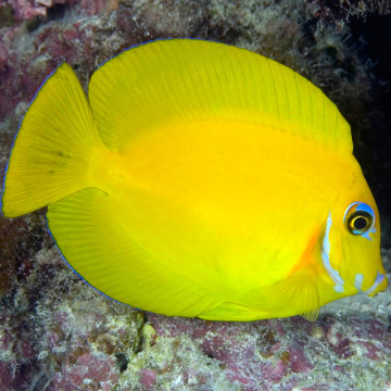 Acanthurus pyroferus : 12-15 cm