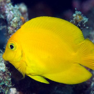 Acanthurus pyroferus : 12-15 cm