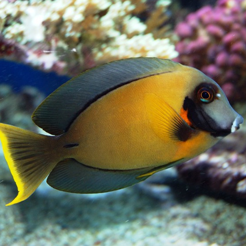 Acanthurus pyroferus : 12-15 cm