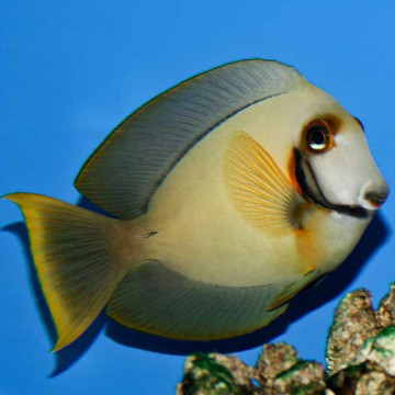 Acanthurus pyroferus : 12-15 cm