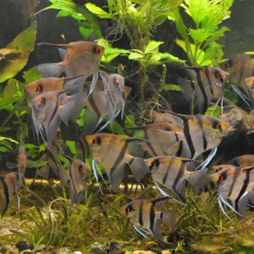 Pterophyllum Scalaire assortis  8-10cm