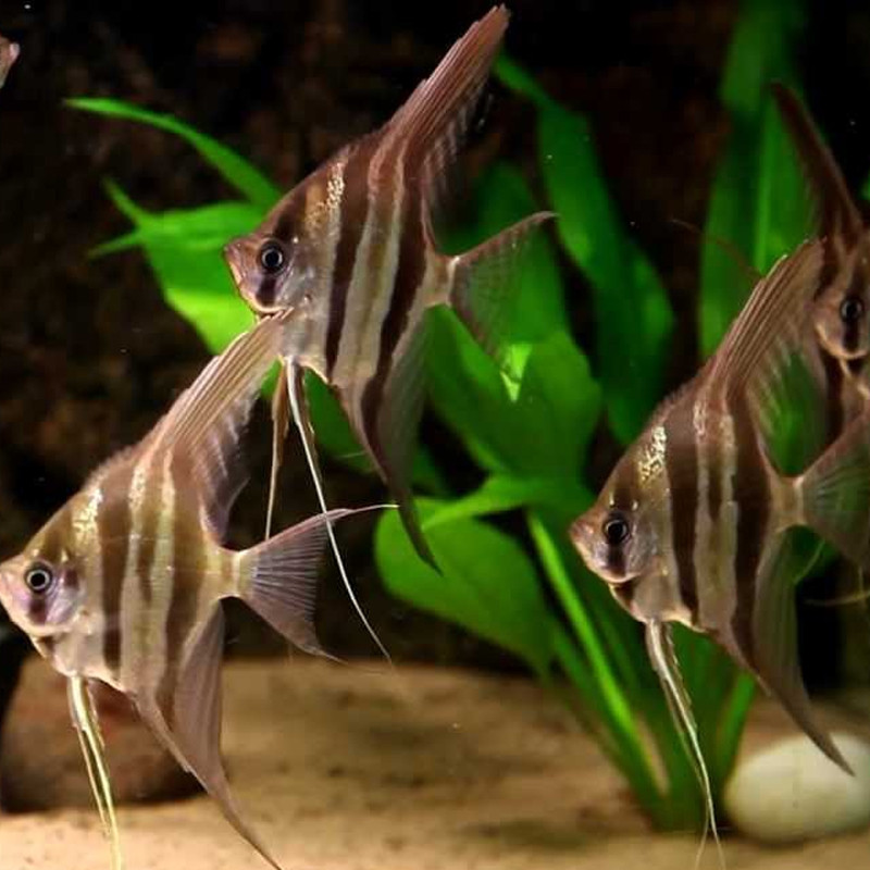 Pterophyllum - Scalaires Altums 12-15 cm parfaitement acclimatés et rares