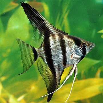 Pterophyllum Scalaire gris communs 5-6 cm 8,50 €