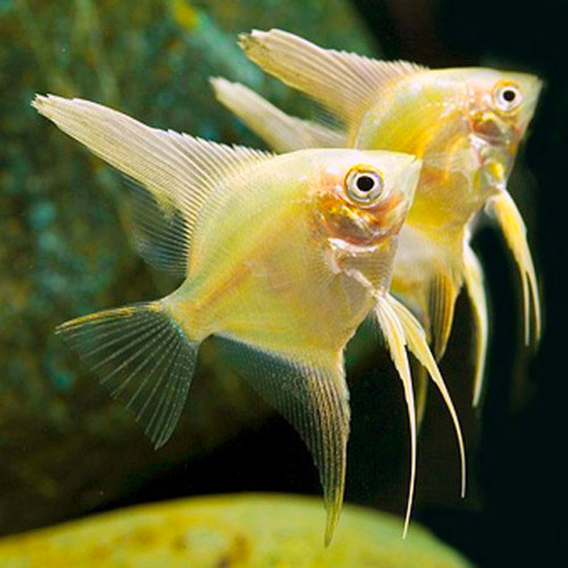 Pterophyllum Scalaire dorés 3-4 cm lot de 2 9,50 €