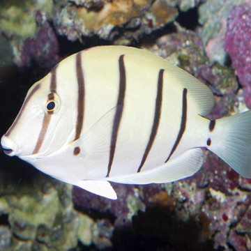 Acanthurus triostegus : 6-8  cm  