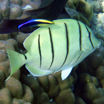 Acanthurus triostegus : 6-8  cm  