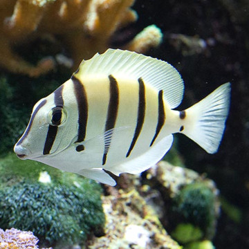 Acanthurus triostegus : 6-8  cm  