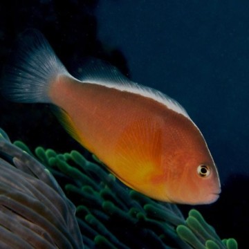 Amphiprion Akallopisos : 3 à 5 cm  