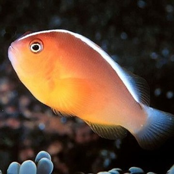 Amphiprion Akallopisos : 3 à 5 cm  13,50 €