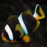 Amphiprion Allardi : 2 à 4 cm  17,90 €