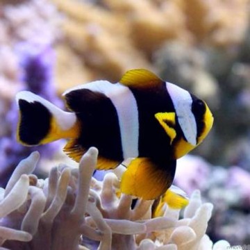 Amphiprion Allardi : 2 à 4 cm  17,90 €