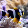 Amphiprion Allardi : 4 à 7 cm  22,50 €