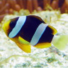 Amphiprion Clarkii : 2 à 3 cm 