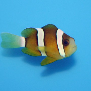 Amphiprion Clarkii : 4-6 cm