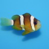 Amphiprion Clarkii : 4-6 cm