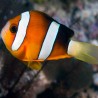 Amphiprion Clarkii : 4-6 cm