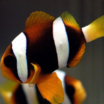 Amphiprion Clarkii : 4-6 cm