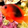 Amphiprion Ephippium 3-4 cm   