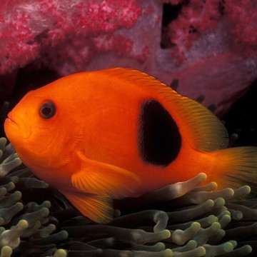 Amphiprion Ephippium 3-4 cm   