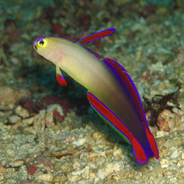 Nemateleotris decora (Maldives) : 5 à 7 cm (poisson-fléchette décoré, gobie-flamme maquillé)  