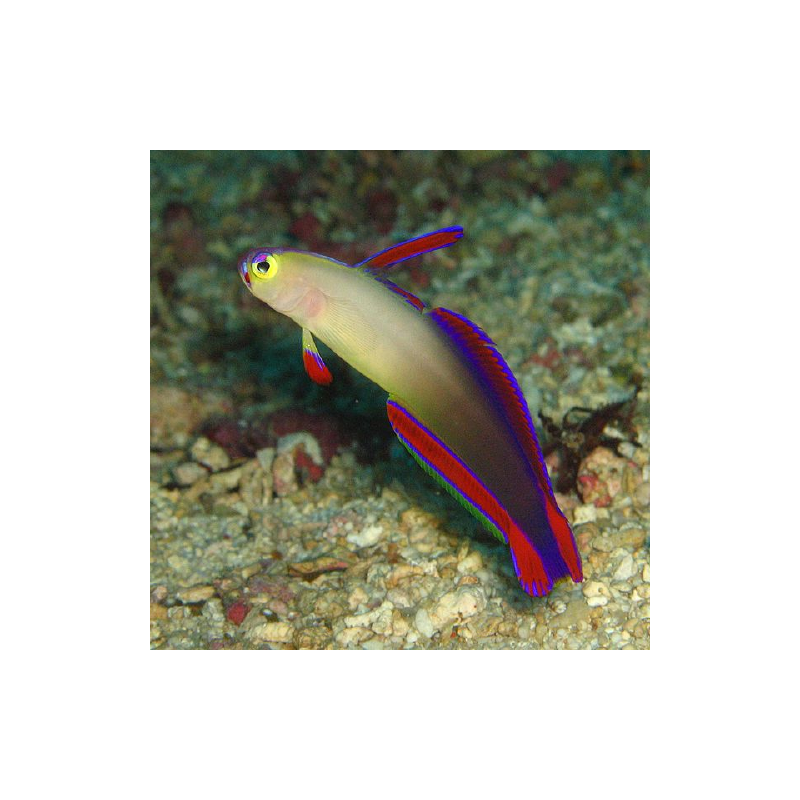 Nemateleotris decora (Maldives) : 5 à 7 cm (poisson-fléchette décoré, gobie-flamme maquillé)  