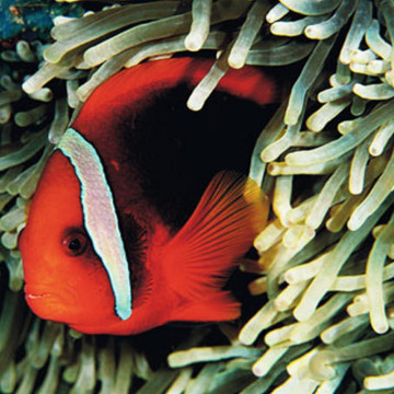 Amphiprion Frenatus : 4 à 6 cm Elevage 17,90 €