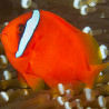 Amphiprion Frenatus : 4 à 6 cm Elevage 17,90 €