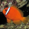 Amphiprion Frenatus : 4 à 6 cm Elevage 17,90 €