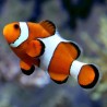 Amphiprion Ocellaris : 2.5-4 cm  elevage