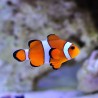 Amphiprion Ocellaris : 2.5-4 cm  elevage