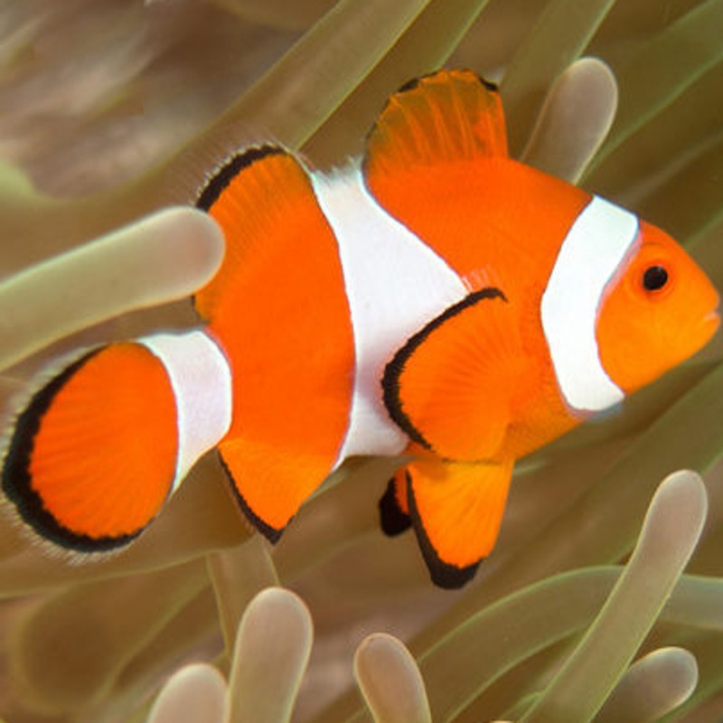 Amphiprion Ocellaris : 2.5-4 cm  elevage