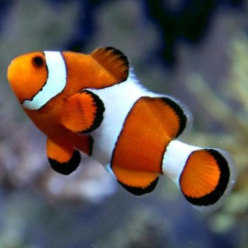 Amphiprion Ocellaris 4-6 cm sauvage (lot de 2)