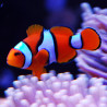 Amphiprion Percula : 3-4 cm élevage 19,90 €