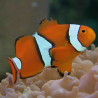 Amphiprion Percula : 3-4 cm élevage 19,90 €