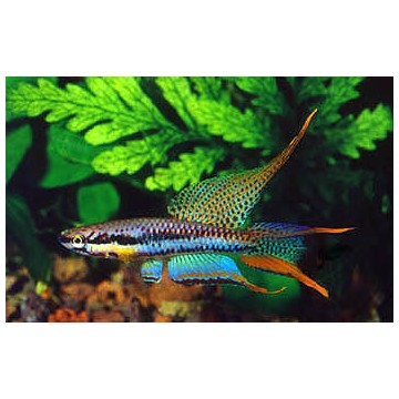 Aphyosemion Bivittatum 3-4cm le couple 12,50 €