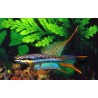 Aphyosemion Bivittatum 3-4cm le couple 12,50 €