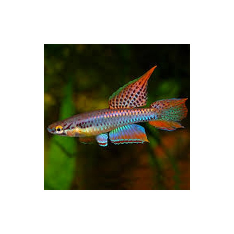 Aphyosemion Bivittatum 3-4cm le couple 12,50 €